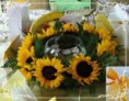/album/fotogaleria-girasoles/images-20-jpg1/